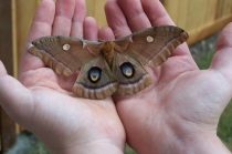 Researchers have found caterpillars that can eat plastic packages