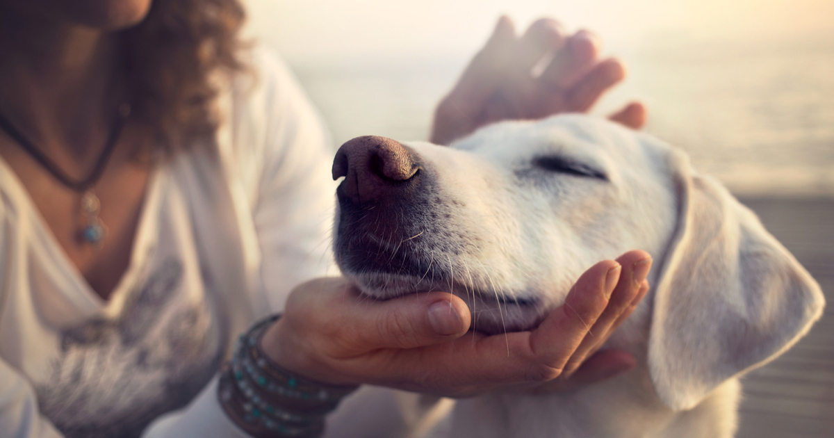 The vet reassures his patients with the help of songs